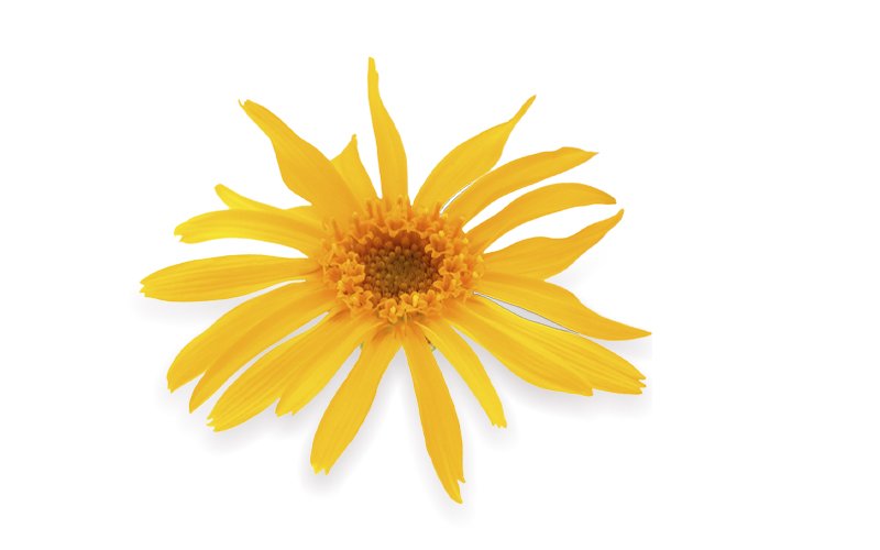 Arnica flower