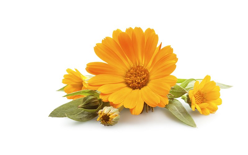 Calendula flower